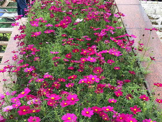 贺州花卉租赁/仿真花,窗台鲜花,打造有花和绿的环境